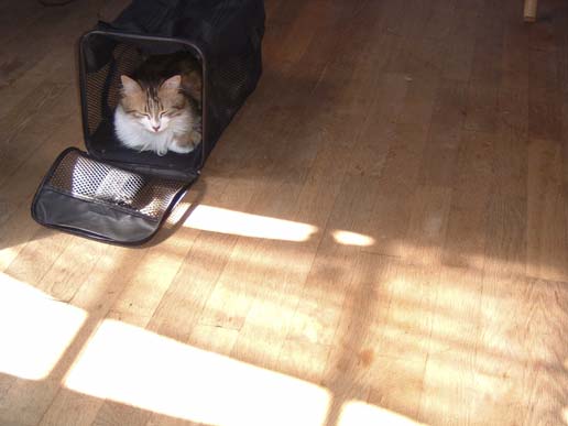 Le panier  chat - 20.4 ko