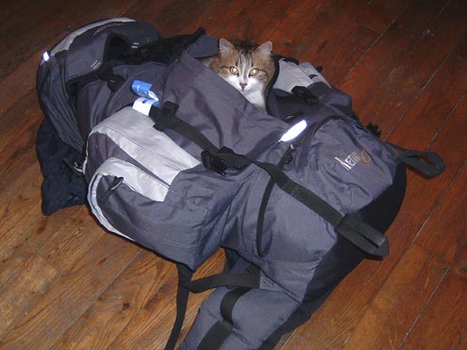 N’oubliez pas le chat ! - 35.4 ko